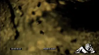 Swarm of African Honey Bees flying over a rock LS SLOWMO