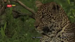 Leopard portrait in forest