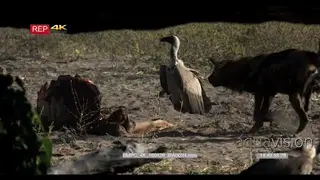 A Flock of White-backed Vultures feeding on kudu kill and the Wild dog chases them away