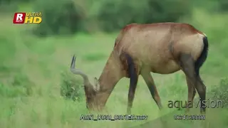 Red Hartebeest walking, standing,looking around feeding on grass.