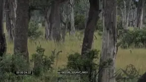 African Male Lions [2] walking hunting and sniffing in the Bushes GENERAL BEHAVIOUR WS