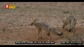 Two juvenile cape foxes out of their burrows after the rain shaking off water when the…
