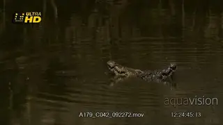 Two Nile crocodiles meet and start mating head above the water surface.