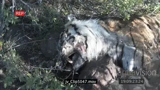 Tiger carcass found after being poached