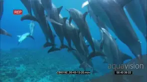 Spinner dolphin pod UW on reef
