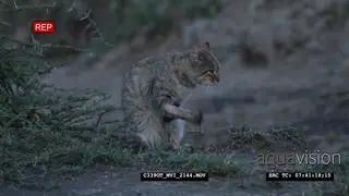 The African wildcat (Felis lybica) scratching face