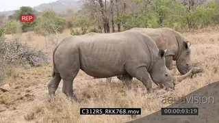 White rhinos (2) standing and grazing PROFILE 4K