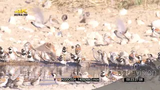 Flock of Cape Sparrows Social Weavers flying around drinking alerted quickly fly off…