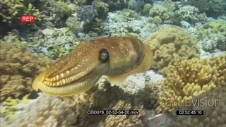 Angry Cuttlefish on coral reef changing color and form UW
