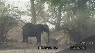 Elephant reaching and feeding on high branches on tree LS