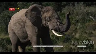 Elephant sniffing the air while busy Urinating