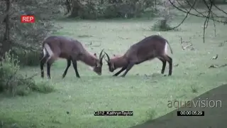 [2] Waterbuck fighting and head jousting MLS PAN