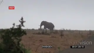 African Elephant bull walking across bushveld in rainy conditions