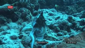 Octopus moving on coral reef and camouflaging itself underwater in ocean MLS TRAVELING.