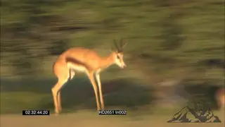 Springbok jousting, pronking