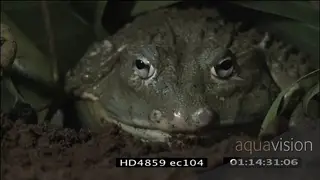 Bullfrog catching insect LOW LIGHT MCU