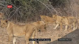 A pride of lions standing looking at a lioness attacking and killing a lion cub