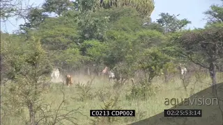Young male Lion hunting stalking herd of Zebra, WS FAILS NTD