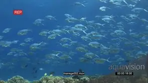 School of Talang Queenfish with Black Triggerfishes swimming on coral reef underwater in.
