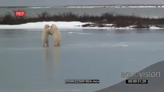 A pair of polar bears aggressive attempting to fight on frozen lake