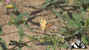 Butterfly flying around GREEN MS