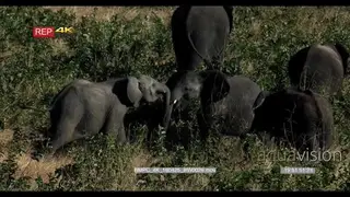 A Herd of African Elephants grazing in the bushveld with calfs playing fighting GENERAL.