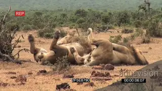 African male lions social interaction resting in rainy conditions