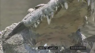Crocodile in water, opens mouth, basks in sun