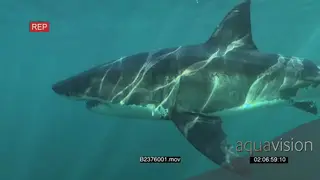 Great white shark gently swimming around underwater in ocean passing diver in a cage.