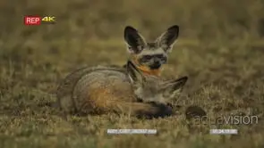 Pair of bat-eared foxes resting one looking around