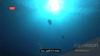 Hawksbill Sea Turtle silhouette swimming over camera VERT UW