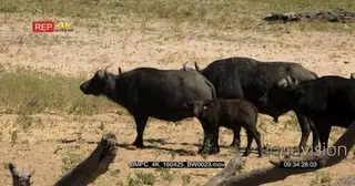 A Herd of [3] Cape Buffalos with calf standing on the field