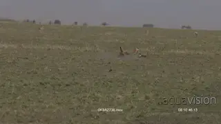 Cheetah chasing and takes down the Gazelle during daytime.