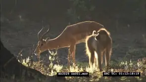 Impala antelope grazing and Yellow Baboons grooming