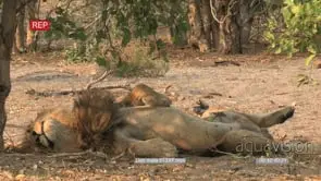 Male lion lying on his back and sleeping