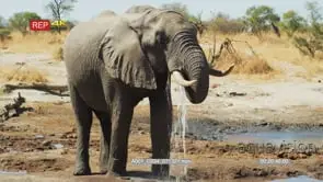 Medium shot from the front of elephant drinking Water