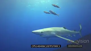 Blue Shark swimming underwater in ocean passing by camera MLS PAN HAND