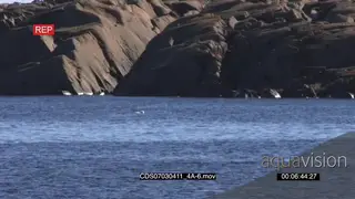 Polar bear in the distance swimming across ocean boulders in BG