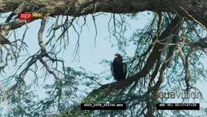 Bateleur perched in tree