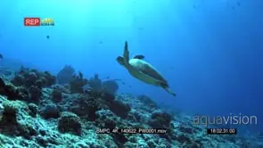 A Green Sea Turtle,Chelonia mydas swims over the coral reef through the sun beams