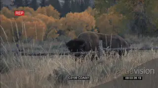 American Bison standing and grazing MS