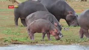 Hippo pod grazing on the land flock of blacksmith plover foraging in between