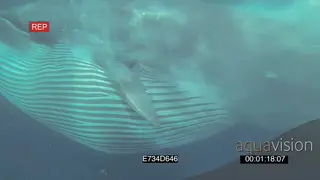 Common Dolphins Dusky shark Bryde's whale feeding swimming through Sardine baitball below.