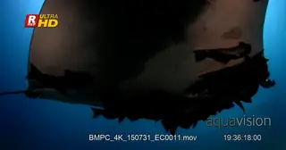 CU shot of a giant manta ray that is heavily laden with Remoras.