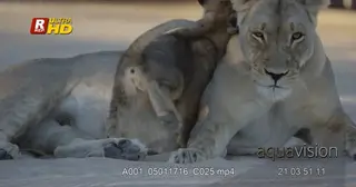 African Lion cub running towards its mother.