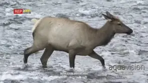 Elk standing inside river looking around then walking away MLS