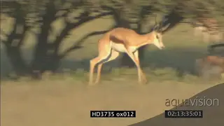Springbok herd grazing with young males running and pronking showing off their strength.
