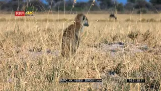 Meerkat walking, standing and looking around MWS