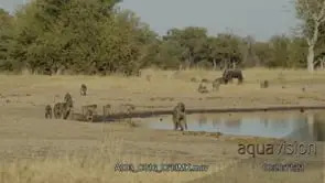 Young and adult Chacma baboon troop gather, walking and looking around