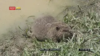 Wet Beaver moving and looking around on riverbank HA PAN